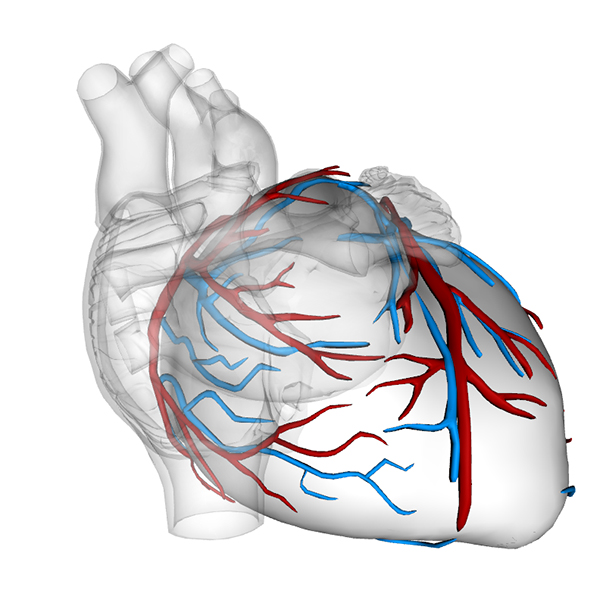 Heart WebGl 600x600 Gosta P